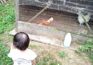 ニワトリもいた！